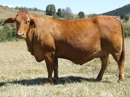 Billabong Norina
